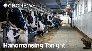 Why is Trump going after Canadian dairy? | Hanomansing Tonight