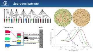 01 05 Цветовосприятие