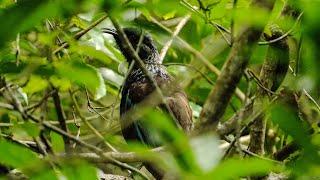 Tui in Autumn among Mahoe - New Zealand Birds, Kapiti