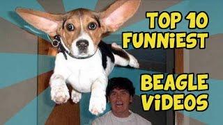 TOP 10 FUNNIEST BEAGLE VIDEOS