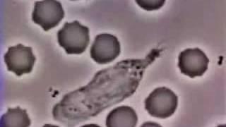 Crawling Neutrophil Chasing a Bacterium (Jaws' Theme)