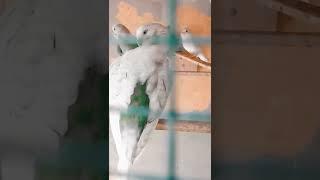 #shorts #birds #short #shortvideo #youtubeshorts #budgies #shehrmaindihat