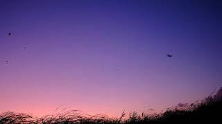 Swallows leaving roost in Dunnville