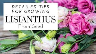 How To Grow Lisianthus From Seed - Detailed Tips  || Starting Lisianthus In The Summer