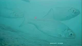 Вобла, лещ и судак - поведение под водой во время подледной рыбалки. Озеро Балхаш, декабрь 2020 г.