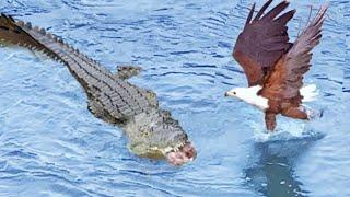 Eagle Steals Crocodile's Prey And What Happens When Crocodile Chases Attacks Eagle ?