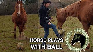 How to make your boyfriend interested in horses | Horse plays football