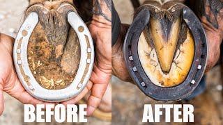 Satisfying Horse Hoof Cleaning & Restoration | 4K FARRIER ASMR