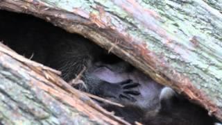 HD Mother Raccoon Nursing Babies Inside Downed Hollow Tree (Canon 60D) by Sayre Nature