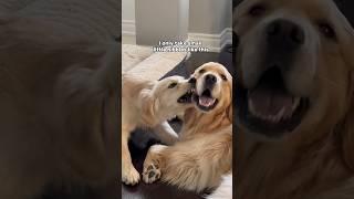 Puppy is very polite, very considerate  #dogshorts #puppy #puppies #dogs #goldenretriever #demure