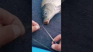 How to easily remove a fish hook 🪝