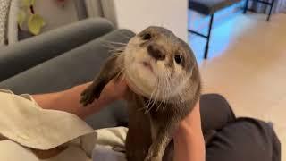 飼い主たちに代わるがわるちゅーされるカワウソ！ Otter constantly being kissed by their owners!