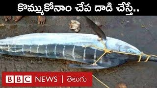 Visakhapatnam: Why is Kommukonam Fish dangerous? Why is this in demand? | BBC Telugu