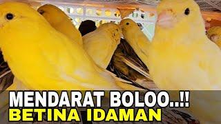 UNBOXING ‼️ 25 EKOR BETINA SEMOK" DEWASA SEMUA SIAP DI KONDISIKAN BOLOOOO....