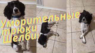 Собака Шелби показывает трюки// A dog Shelby is showing tricks