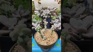 Graptopetalum Amethystinum Lavender Pebbles  | bikolanahardinera #shortvideo #succulent #shorts