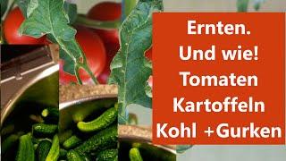 Ernten. Und wie!  Tomaten, Kartoffeln, Weißkohl, Gurken  Film 135