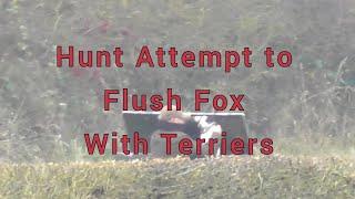 Hunt Attempts to Flush Fox With Terriers