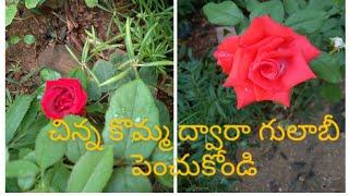 Sri Satyam Vidyavan#Ammu's Garden # Grow rose with small stem#  చిన్న కొమ్మ ద్వారా గులాబీ