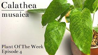 How To Care For Calathea musaica “Network” | Plant Of The Week Ep. 4