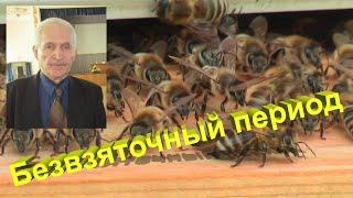 Профессор Кашковский про безвзяточный период у пчёл