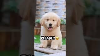 Cutest Dog - Best of 2023 Compilation | Cute & Funny Golden Retrievers