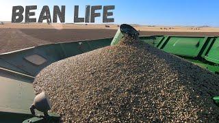 We're Harvesting Beans! 2020 Faba Bean Harvest