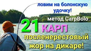 21 карп! Посленерестовый жор на дикаре!