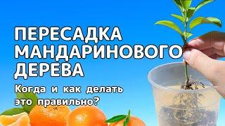 ПЕРЕСАДКА молодого МАНДАРИНОВОГО ДЕРЕВА, выращенного из СЕМЕЧКА | Как и когда делать это правильно?