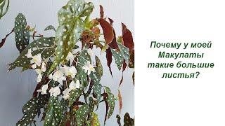 Почему  у моей бегонии Макулата такие большие листья? Выращивание кейн-бегоний
