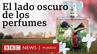 El lado oscuro de los perfumes de algunas de las grandes marcas de lujo | Investigación BBC