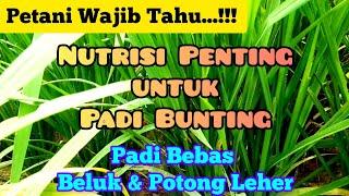 Nutrisi Penting Untuk Padi Bunting. Cara Mengatasi Beluk Pada Padi. Obat Potong Leher Malai Padi.