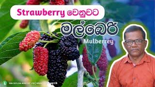 “මේ විදිහට කැපුවොත් ගහ පිරෙන්න මල්බෙරි”   | How to Pruning Mulberry | Ceylon Agri | Episode 352