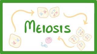 GCSE Biology - Meiosis  #70