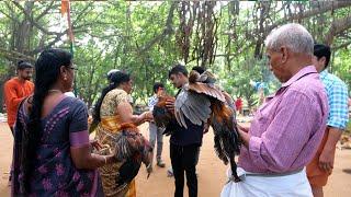 കോഴി നേർച്ച അമ്പലം | Kollengode Karuppuswamy Temple - Chicken offering in this Palakkad temple