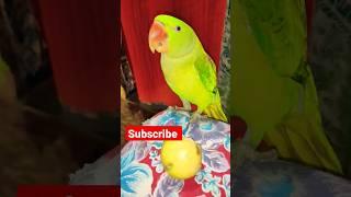 Amazing parrot || mithu mithu sound || parrot talking #youtubeshorts  #shorts #ytshorts #shortvideo