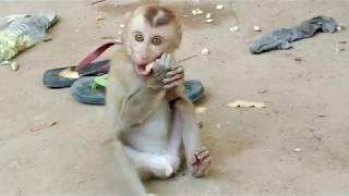 Monkey Funny& Funny Monkeys Doing Stupid Things - Funniest Animals Videos 2019