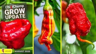 ChilliChump Chilli Update August 2022 (2022e08)