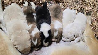 Central asian shepherd puppies litter V