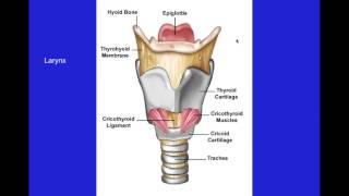 Canine and Feline Cardiopulmonary (VETERINARY TECHNICIAN EDUCATIONAL VIDEO)