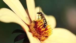 Schwebefliege putzt sich