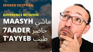 Essential Egyptian Conversation Words for Beginners: Difference between Maashy, 7aader and Tayyeb