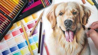 Drawing Realistic Dog Portraits | Coloured Pencil Tutorial