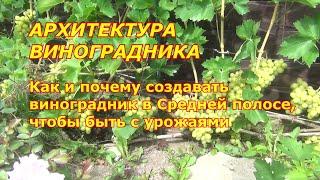 Архитектура северных виноградников Как и почему выращивать виноград в Средней полосе