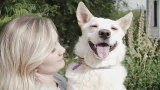 Animal Shelter in Volgograd, Russia with over 1300 rescued animals