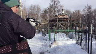 Свободные полёты с сорокой Хаду ч.1 - Free flights with magpie p.1