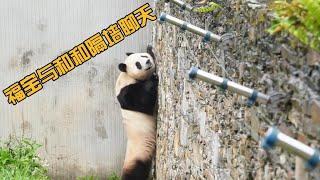 福宝与和和隔墙聊天，福宝把和和逗的乐呵呵的。#fubao #panda #福宝 #寵物 #萌宠