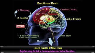 What Is Autism Spectrum Disorder? The Emotional Brain Is Not Fully Developed