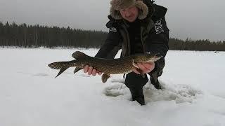 #Karelia#Guidedfishing#River#Lake#Weather#Рекомендация День 2, в январе можно оторваться на рыбалке