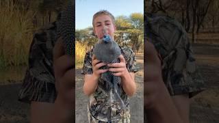 Catching Guniea Fowl with our bare hands!!! #amazinganimals #farm #gunieafowl #hands #hunting